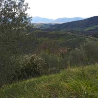 Terreno agricolo ,uliveto più bosco 6000m.quadri