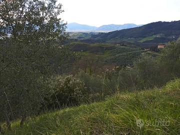 Terreno agricolo ,uliveto più bosco 6000m.quadri