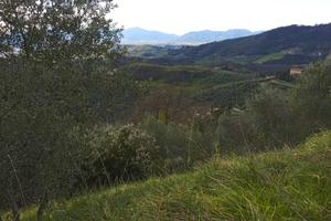 Terreno agricolo ,uliveto più bosco 6000m.quadri
