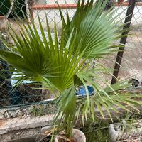 Palma Washingtonia o palma americana