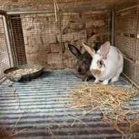 Coniglie una lapin una da carne