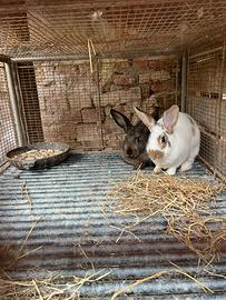 Coniglie una lapin una da carne