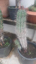 piante grasse
