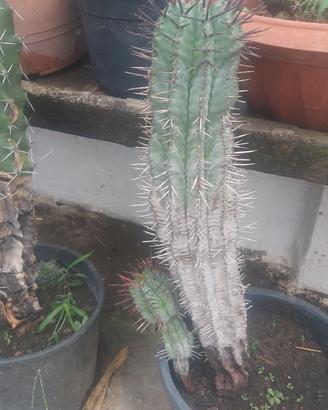 piante grasse