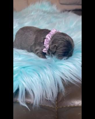 Cuccioli di bulldog francese blu