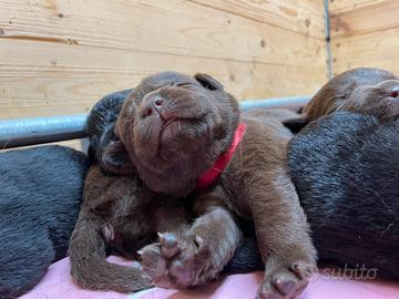 Labrador cuccioli