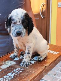 Setter inglese