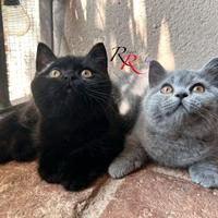 British Shorthair Pedigree