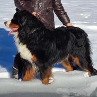 Bovaro del Bernese cuccioli