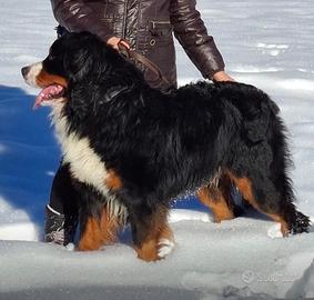 Bovaro del Bernese cuccioli