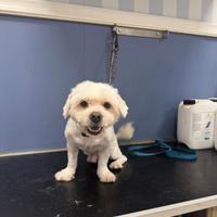 Maltese Maschio
