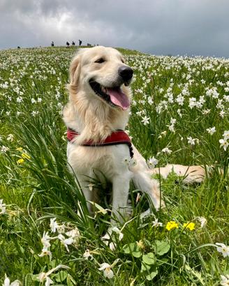 Golden Retriever disponibile per monta