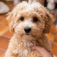 Maltipoo