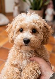 Maltipoo