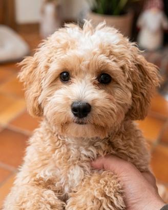 Maltipoo