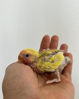 Inseparabili Pulli