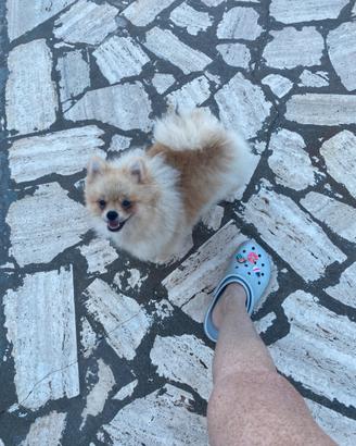 Spitz di Pomerania