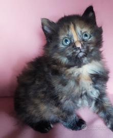Cucciola simil siberiano