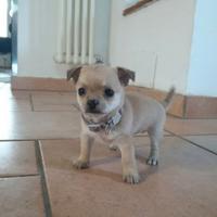 Splendida cucciola di chihuahua