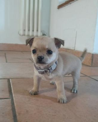 Splendida cucciola di chihuahua