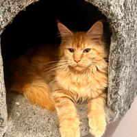 Cucciola di Maine per nuova famiglia