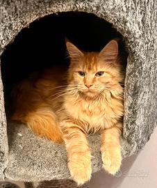 Cucciola di Maine per nuova famiglia