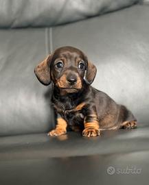Cuccioli di bassotti cioco e blu Maschi e femmine