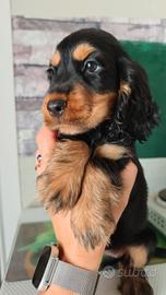 Cuccioli di Cocker Spaniel inglese