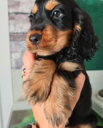 Cuccioli di Cocker Spaniel inglese