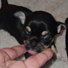Mini cuccioli di chihuahua toy