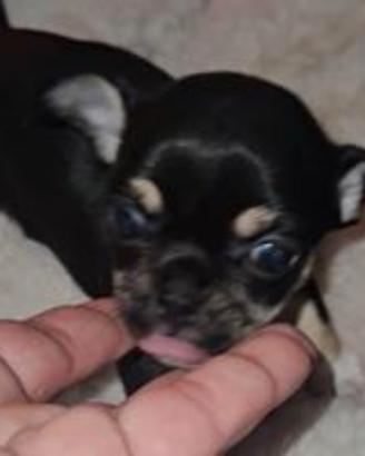 Mini cuccioli di chihuahua toy