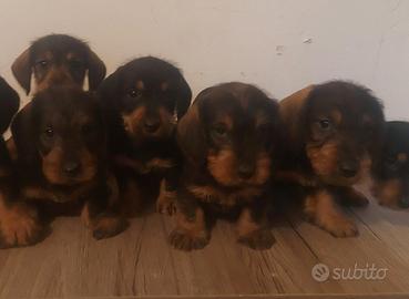 Bassotto pelo ruvido