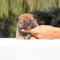 Cucciolo maschio di Shiba Inu rosso