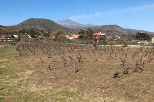Viagrande terreno panoramico vigneto agrumeto