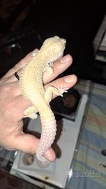 Coppia Gechi Leopardino