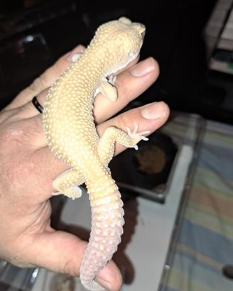 Coppia Gechi Leopardino
