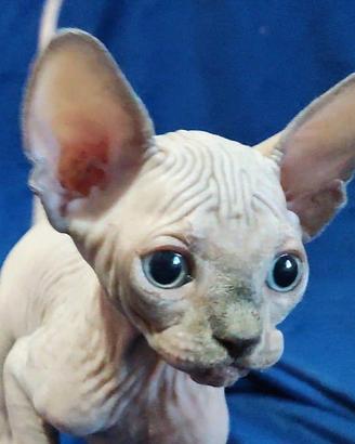 Cuccioli di Canadian Sphynx con pedigree
