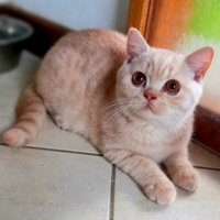 Cuccioli di British Shorthair diversi colori