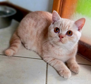 Cuccioli di British Shorthair diversi colori