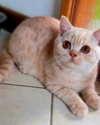 Cuccioli di British Shorthair diversi colori