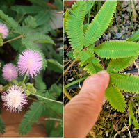 Mimosa sensitiva pianta che toccata si muove