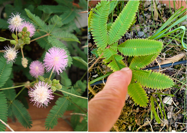Mimosa sensitiva pianta che toccata si muove
