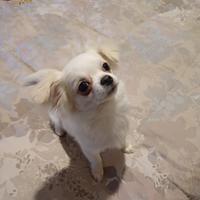 Cuccioli di chihuahua IL NIDO DI PRISCILLA