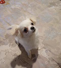 Cuccioli di chihuahua IL NIDO DI PRISCILLA