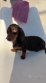 Cucciolo Bassotto
