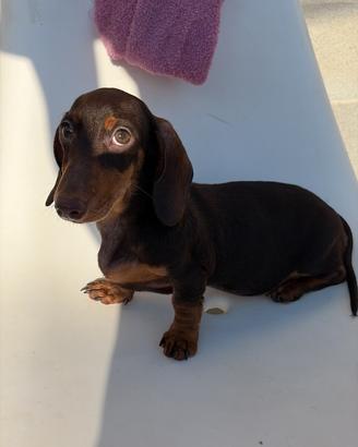 Cucciolo Bassotto