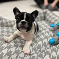 Cucciolo di Bulldog francese