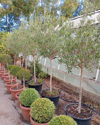 alberi di olivo