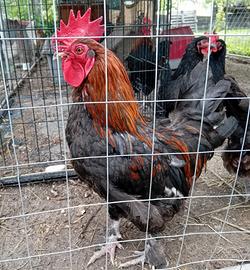 Gallo Marans