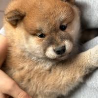 Cuccioli di Shiba con pedigree